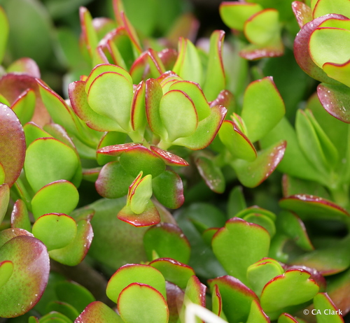 Crassula ovata — photo 1