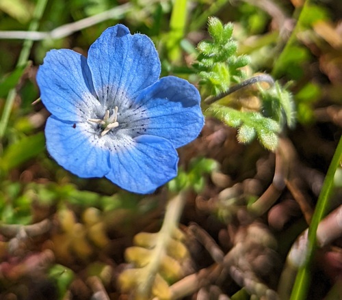 Nemophila menziesii — photo 3