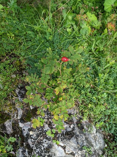 Rosier (Rosa hybrida) — photo 3