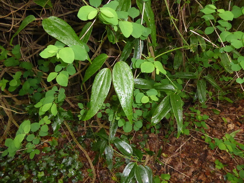 Clematis armandi — photo 2
