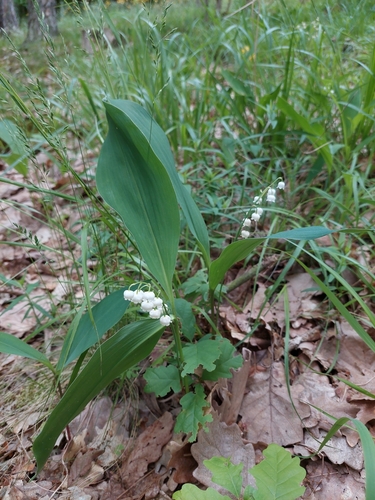 Muguet (Convallaria majalis) — photo 3