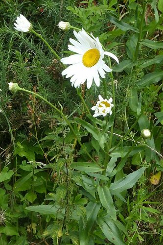 Leucanthemum × superbum — photo 3