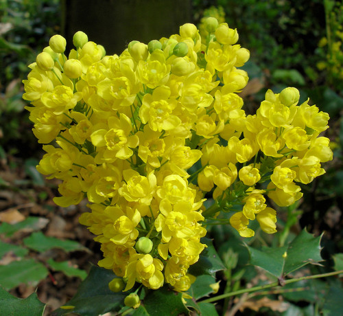 Berberis — photo 1