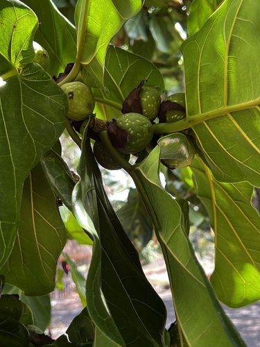 Ficus lyrata — photo 3