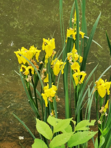Iris des marais (Iris pseudacorus) — photo 1