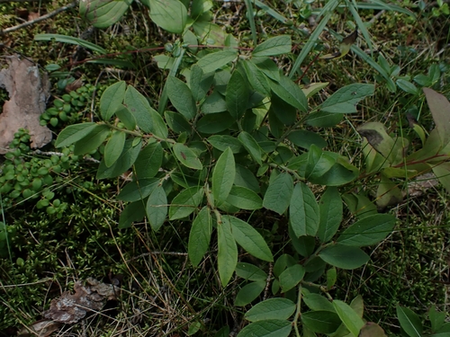 Vaccinium myrtilloides — photo 2