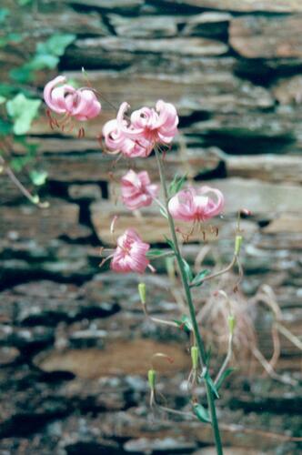 Lys martagon (Lilium martagon) — photo 3