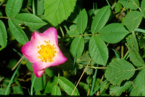 Rose de France (Rosa gallica) — photo 1