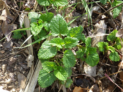 Mélisse officinale (Melissa officinalis) — photo 2