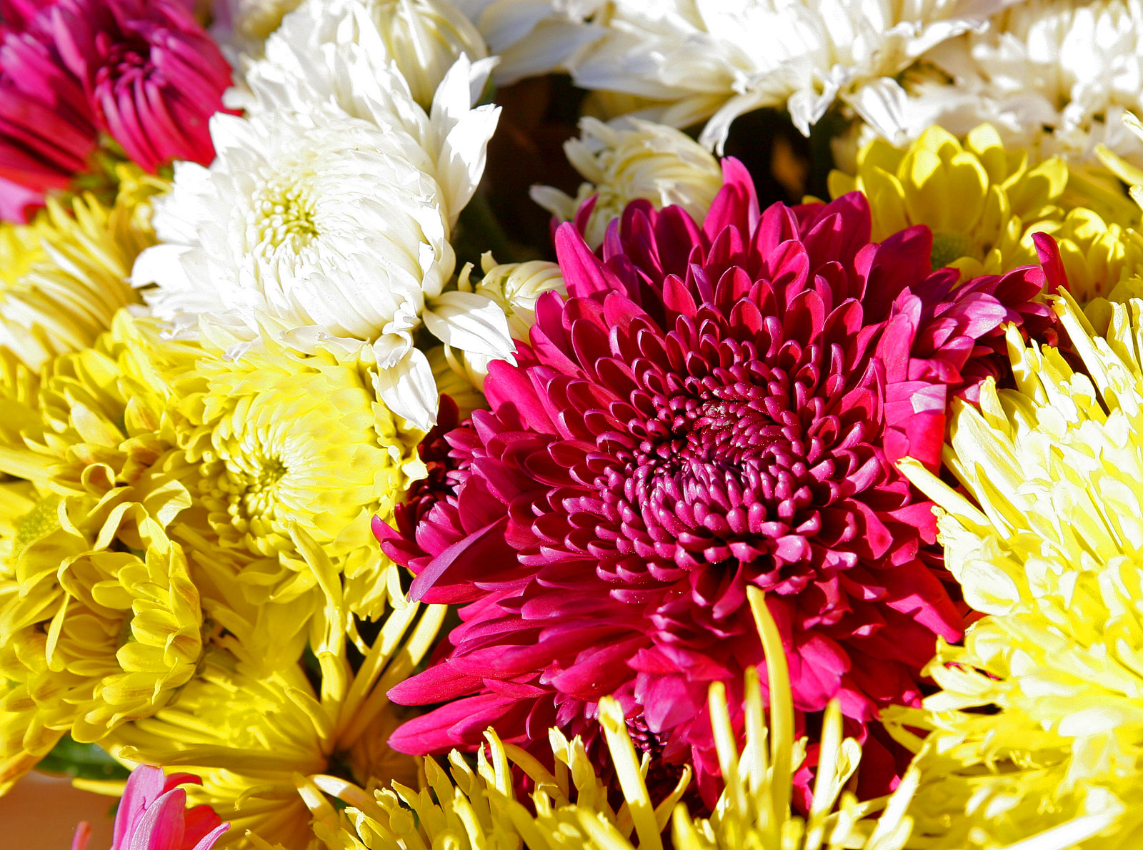 Chrysanthèmes Chrysanthemum morifolium