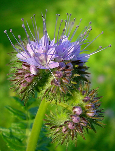 Phacelia tanacetifolia — photo 1