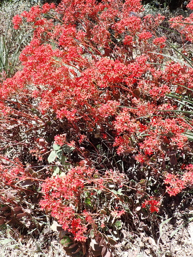 Flaming katy (Kalanchoe blossfeldiana): origin and uses — photo 2