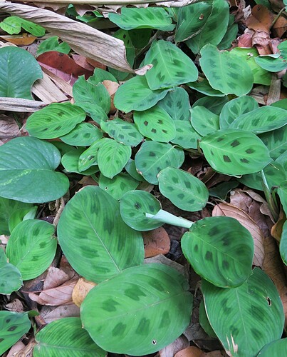 Prayer plant (Maranta leuconeura): origin and uses β photo 3