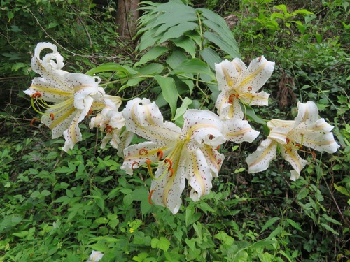 Lys doré du Japon (Lilium auratum) — photo 2