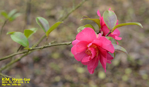 Camellia sasanqua — photo 3