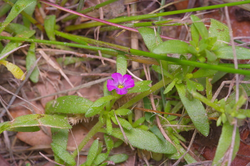 Calibrachoa — photo 2