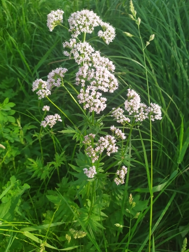 Valeriana officinalis — photo 1