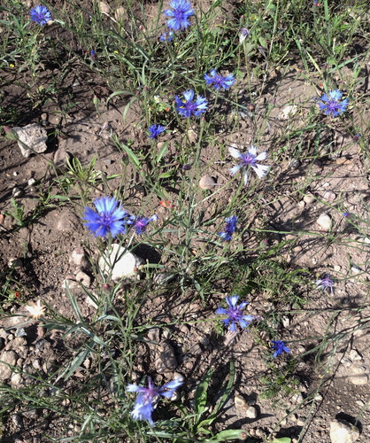 Centaurea cyanus — photo 3
