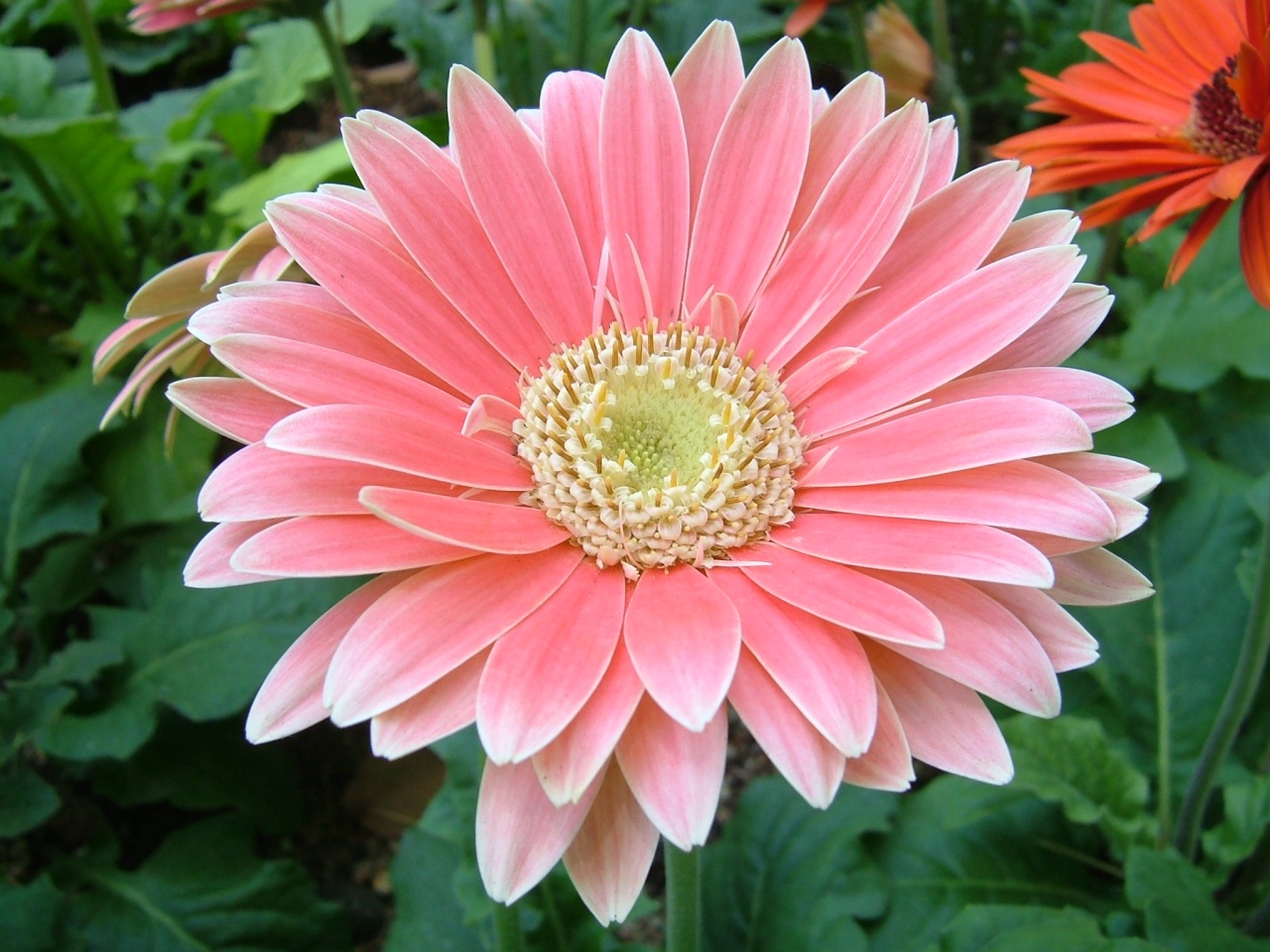Gerbera rose Gerbera jamesonii