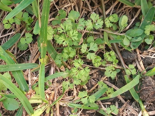 Coriandrum sativum — photo 2