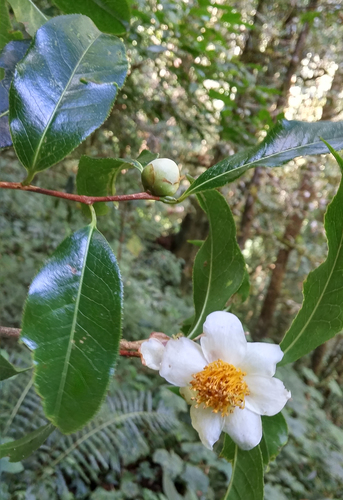 Camellia sinensis — photo 2