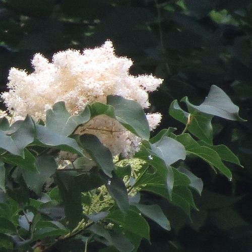 Syringa reticulata — photo 1