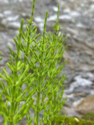Equisetum arvense — photo 2