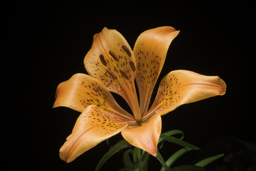 Lys orangé (Lilium bulbiferum) — photo 1