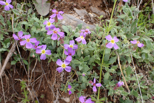 Aubrieta — photo 3