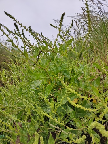 Beta vulgaris — photo 2