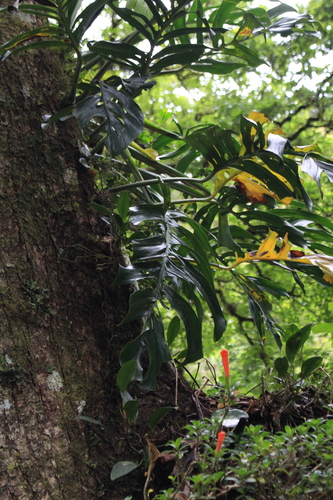 Monstera 'Esqueleto' — photo 3