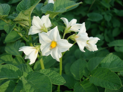 Solanum tuberosum — photo 1