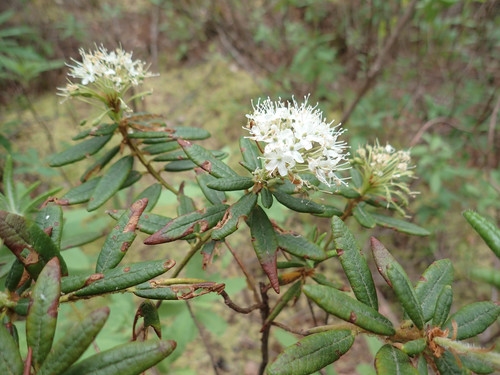 Rhododendron — photo 2