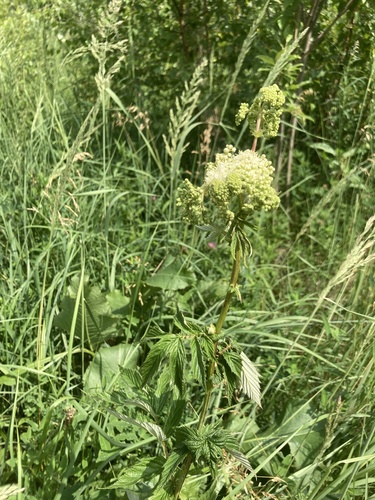 Filipendula ulmaria — photo 2