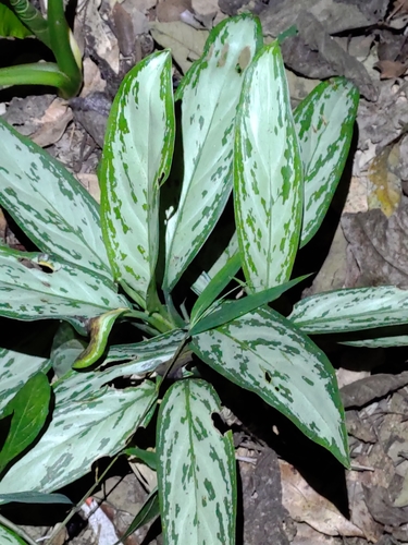 Aglaonema — photo 1