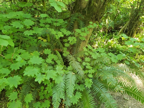 Acer palmatum — photo 2