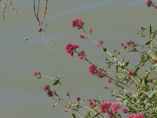Valériane rouge (Valeriana rubra) — photo 3