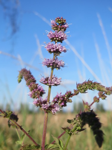 Spearmint (Mentha spicata): origin and uses β photo 2