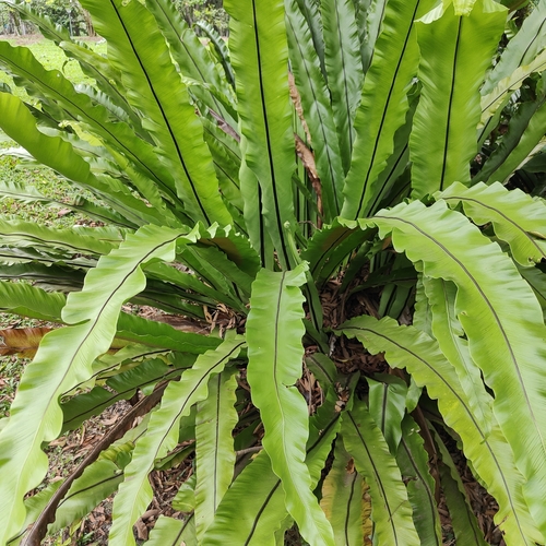 Asplenium nidus — photo 1