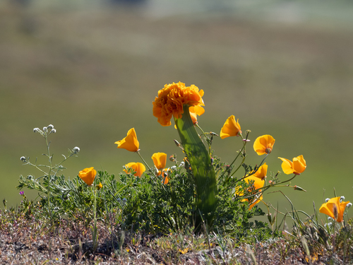 Eschscholzia californica — photo 2
