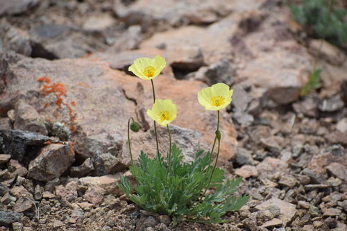 Pavot d'Islande (Oreomecon nudicaulis) — photo 2