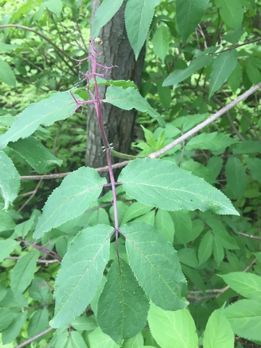 Sambucus racemosa — photo 3