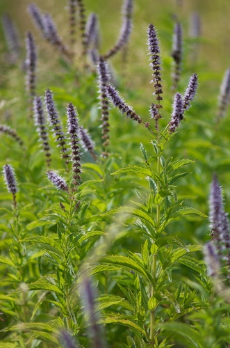 Spearmint (Mentha spicata): origin and uses β photo 1