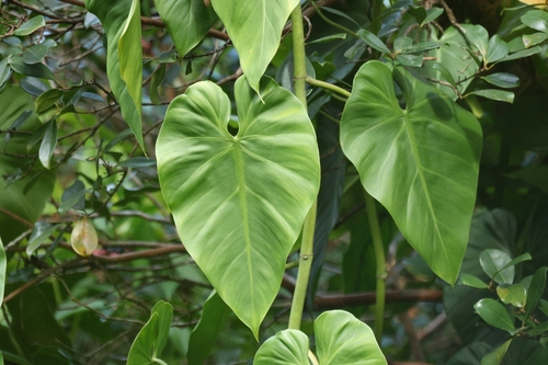Heart-leaf philodendron (Philodendron hederaceum): origin and uses β photo 3