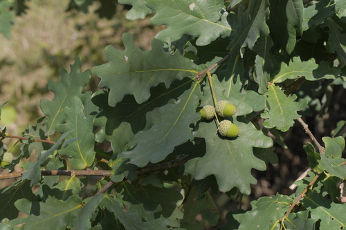Chêne pédonculé (Quercus robur) — photo 3