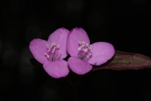 Zebra plant (Tradescantia zebrina): origin and uses — photo 1
