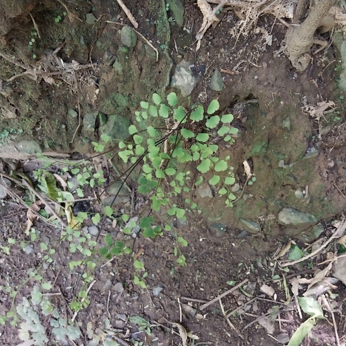 Adiantum raddianum — photo 2