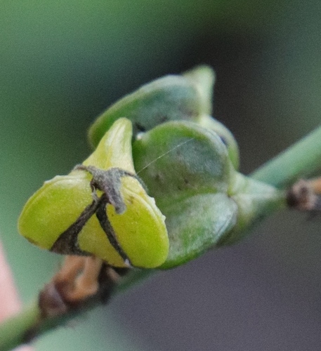 Chlorophytum comosum — photo 2