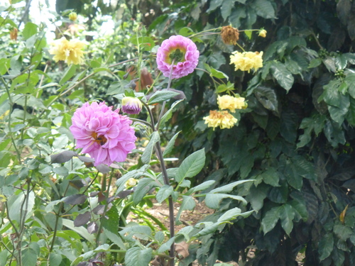 Dahlia pinnata — photo 2