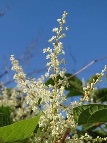 Renouée du Japon (Reynoutria japonica) — photo 1